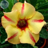 BELLFARM Imported Adenium seed, only 1 Seed, big blooms colorful desert rose 24 types for your choice E4192