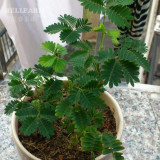 BELLFARM Mimosa Pudica Seeds, 20 Seeds, Original Pack, sensitive plant interesting bonsai pink flowers F002