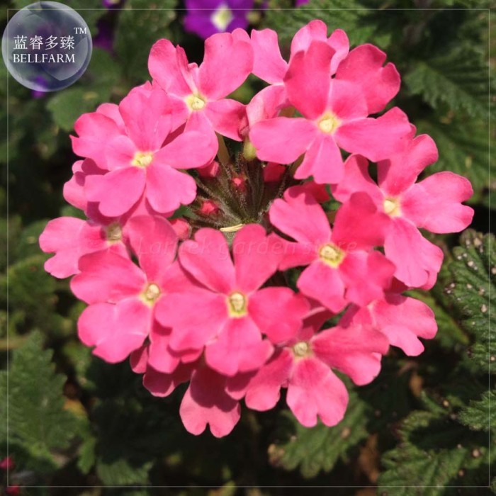 US$ 0.72 - BELLFARM Verbena hybrida Voss Perennial Plant Seeds, 80 Seeds,  garden essentials long flowering E4200 - www.deargogo.com