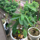 BELLFARM Mimosa Pudica Seeds, 20 Seeds, Original Pack, sensitive plant interesting bonsai pink flowers F002