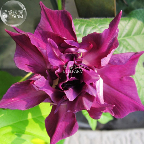 BELLFARM Morning Glory Dark Purple Flower Seeds, only one seed, professional pack, rare ipomoea nil double petals E4299