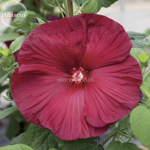Heirloom Deep Red Hibiscus Bonsai Seeds, 20 Seeds, very beautiful flowers TS220T