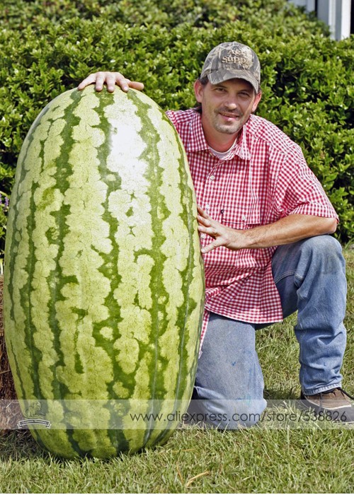 US$ 0.73 - Giant Watermelon 'Iwanaga Giant' F1 Seeds, Professional