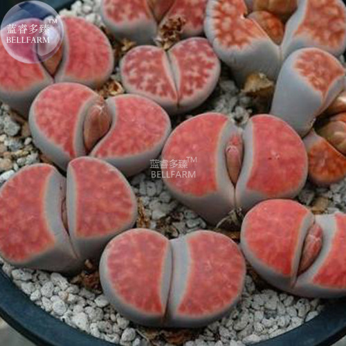 BELLFARM Lithops Julii 'Kosogyoku' Seeds, 10 Seeds, lovely bonsai living stones E4278