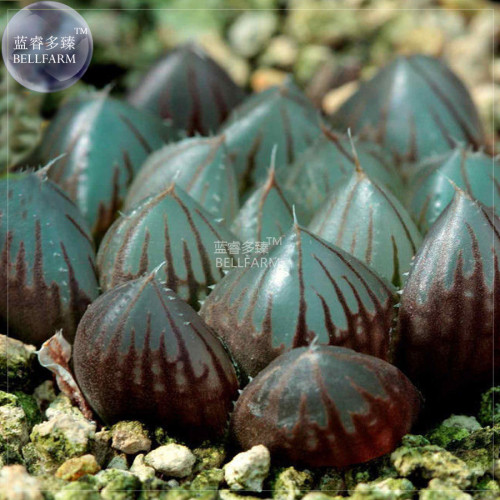 BELLFARM Haworthia Obtusa Black Succulent Plants Seeds, 5 seeds, lovely new bonsai succulent plants seeds