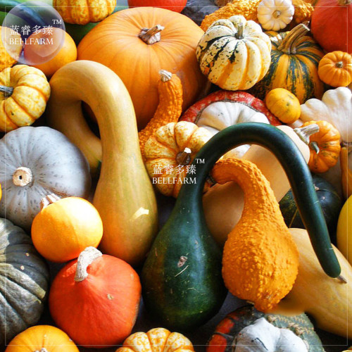 BELLFARM Mixed Gourds Ornamental Pumpkin *Seeds(no soil), 10pcs, professional pack, edible Cucurbita Pepo