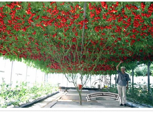 1 Original Pack, 5 seeds / pack, Perennial Tomato Giant Trees, Outdoor Greenhouse Available, Heirloom Tomato Seeds