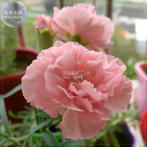 BELLFARM Dianthus Carnation Pink Annual Flowers Seeds, 200 seeds, fragrant home garden herb plants Dianthus BD205H