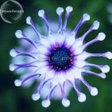 Heirloom Rare Purple Blue 'spider' Chrysanthemum Perennial Flowers, 50 Seeds, headline-grabbing garden plants E3623