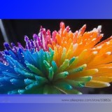 the Rarest Rainbow Chrysanthemum Flower Bonsai Seeds, Professional Pack, 100 Seeds / Pack #NF576