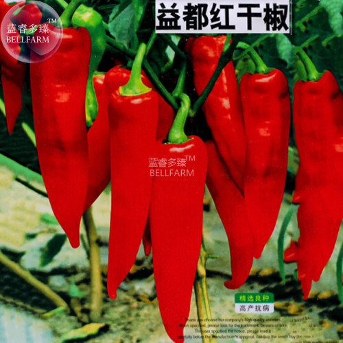BELLFARM Red Hot Chili Pepper Seeds, Original Pack, 200 Seeds, dry hot garden chilli plant vegetables E4281
