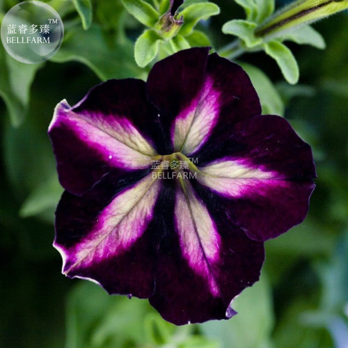 BELLFARM Petunia Heirloom SeedsHarvest by ourselves, 200 seeds, bonsai garden home hardy flowers all seasons planting