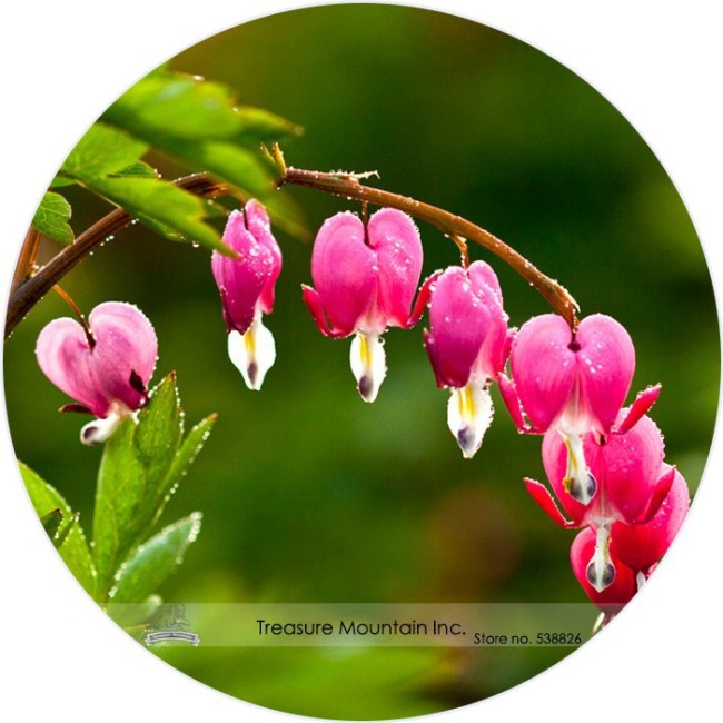 Heirloom Red Lamprocapnos spectabilis Bleeding-Heart Plant Flower Seeds, Professional Pack, 5 Seeds / Pack, Very Beautiful