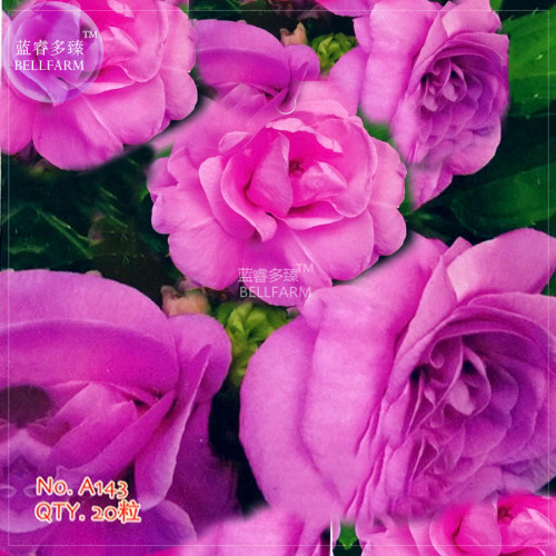 BELLFARM Purple Balsam Perennial Flower Seeds, 20 seeds, original pack, courtyard plants camellia impatiens home garden