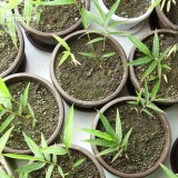 Heirloom 'Xigun' Thin Bonsai Bamboo, 30 Seeds, garden bonsai plants light up your yard E3844