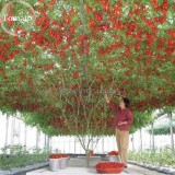 Heirloom Giant Tomato Tree, 100 Seeds,  healthy delicious nutritious edible fruits E3617