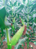BELLFARM Corn 'Super Sweet 2008' Fruit Corn Seeds, 100 grams, original pack, new sugar corn juicy tasty sweet can be eaten raw