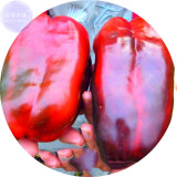 BELLFARM Russian Giant Sweet Pepper Seeds, 100 Seeds, Easy to grow brown organic vegetables E4168