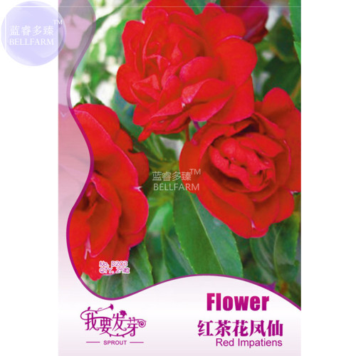 BELLFARM Garden Balsam Red Impatiens Perennial Flower Seeds, 20 seeds, original pack, home garden big red flowers