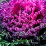 Brassica Oleracea Heirloom Mixed Ornamental Kale, 30 Seeds, Flowering Cabbage Non-Gmo White Red Purple Colors TS249T