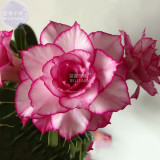 BELLFARM Adenium Whitish Light Pink Flowers with rose red edge seeds, 2 seeds, 10-layer compact desert rose flowers E4291