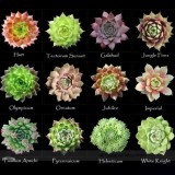 1 Professional Pack, approx 100 Seeds / Pack, Mixed Bonsai Succulent Plant Seed #NF364