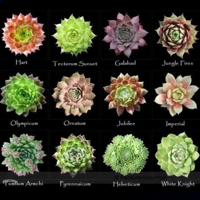 1 Professional Pack, approx 100 Seeds / Pack, Mixed Bonsai Succulent Plant Seed #NF364