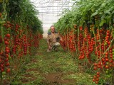 Tsifomandra Tomato Tree Seeds, professional pack, 100 Seeds TS289T