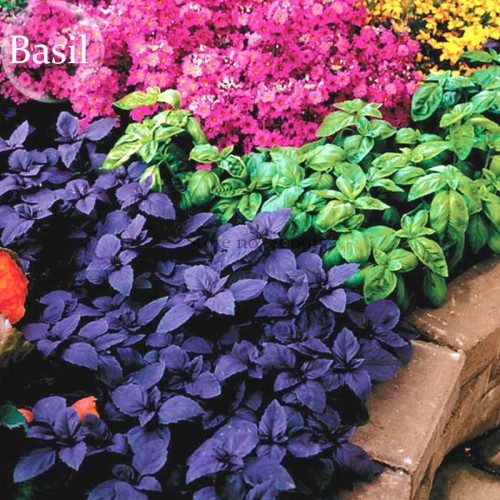 Ocimum basilicum Red Rubin Purple Green Basil Herbs, 100 seeds,  annual herbs growing all year E3843