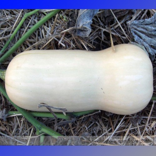 Heirloom Waltham Butternut White Winter Squash Organic Seeds, Professional Pack, 10 Seeds / Pack, Tasty Vegetables #NF715