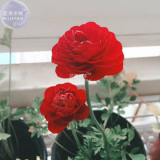 BELLFARM Ranunculus asiaticus Dark Red Blooms Flower Seeds, 20 seeds, bonsai persian buttercup garden flowers E4288