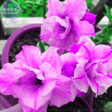 BELLFARM Adenium Light Purple Petals with Dark Purple Stripe Flower Seeds, 2 seeds, 5-layer big blooms perennial home garden