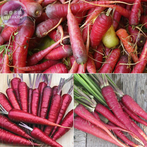 BELLFARM Carrot Heirloom Blood Red Vegetables Seeds, 100 Seeds, a lovely organic tasty vegetables E4244