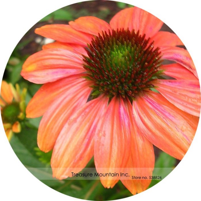 Cheyenne Spirit Orange Echinacea Perennial Coneflower Seeds, Professional Pack, 200 Seeds / Pack, Very Beautiful New Seeds
