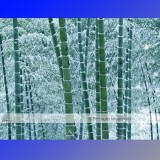 1 Professional Pack, approx 35 Seeds / Pack, Moso Bamboo Seeds Phyllostachys Pubescens Giant Mao Bamboo #NF347
