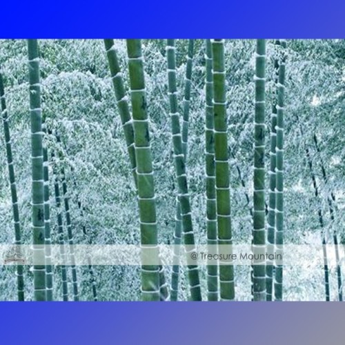 1 Professional Pack, approx 35 Seeds / Pack, Moso Bamboo Seeds Phyllostachys Pubescens Giant Mao Bamboo #NF347