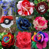 Mixed 9 Types of Rare Rose Perennial Flowers, 50 seeds, Pink Black Red Purple chocolate coffee Blue Rainbow climbing E3806