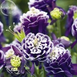 Mixed Purple Green White Red Columbine Double Flowers, 50 Seeds, perenniala aquilegia vulgaris  E3828