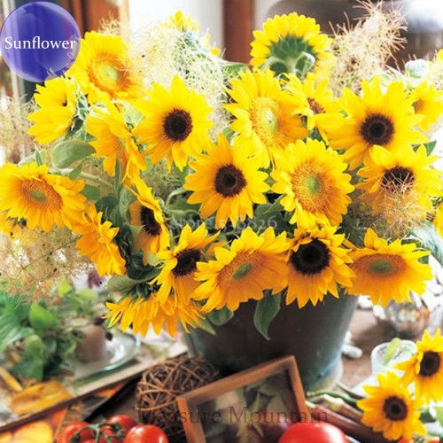 Cut Flower Sunflower Seeds Helianthus Annuus, 15 seeds, Turnsole plant TS246T