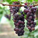 Mixed Grape Vitis Vinifera Vine Delicious Fresh Fruit, 15 seeds, organic grape fruits E3773