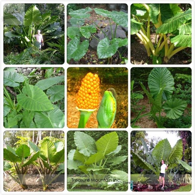 Heirloom Alocasia Macrorrhiza Green Giant Taro Indoor Plant Seeds 12 Seeds / Pack, Elephant Ear Taro Dishlia