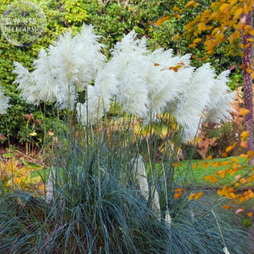 BELLFARM Organic White Pampas Grass Cortaderia selloana, 20 seeds, 100% real ornamental grass seeds E4270