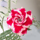 BELLFARM Adenium 'Tea' Types Red White Flower Seeds, 2 seeds, 7-layer big blooms bonsai home desert rose plants E4290