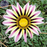 BELLFARM Gazania White Yellow Petals Purple Black Stripe Treasure Flower Seeds, 30 seeds, home garden big blooms perennial