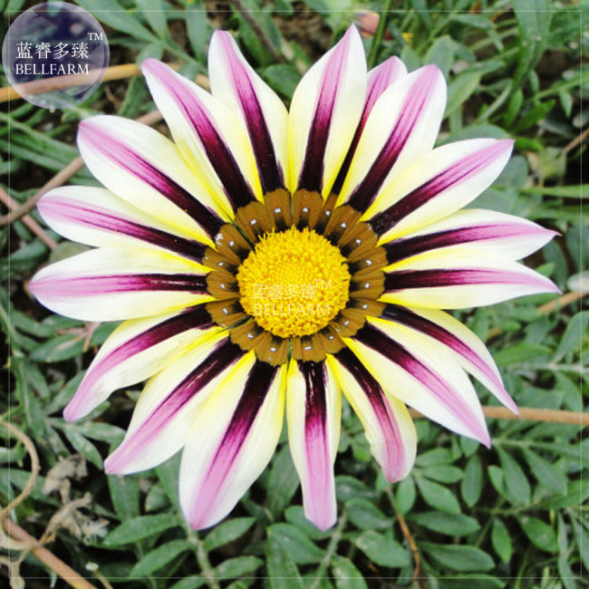 BELLFARM Gazania White Yellow Petals Purple Black Stripe Treasure Flower Seeds, 30 seeds, home garden big blooms perennial