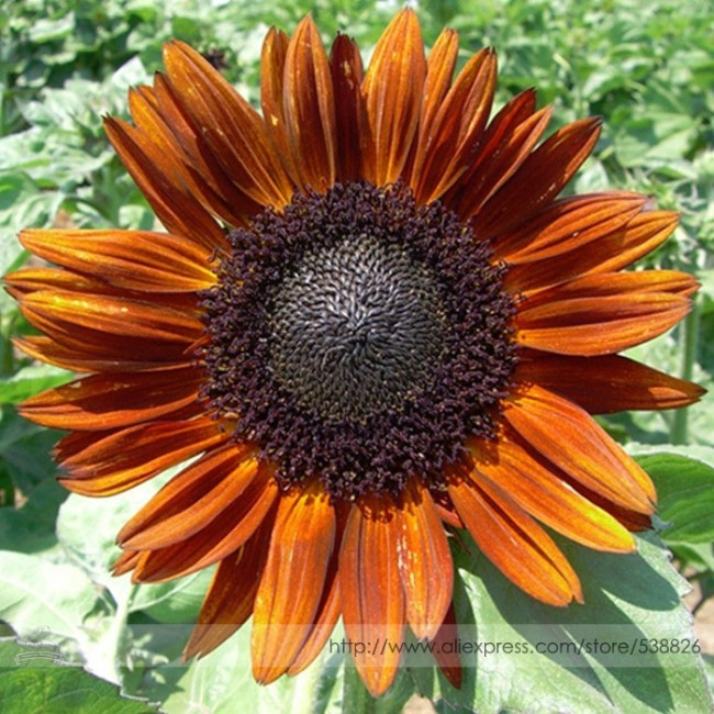 Terracotta Sunflower Seeds, Professional Pack, 15 Seeds / Pack, Stunning Colors Pollen Free Lovely Cut Flowers #NF993