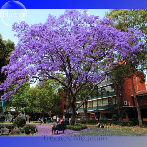 Heirloom Delonix Regia Purple Red Flame Tree Seeds, Professional Pack, 10 Seeds / Pack, very beautiful flowers TS205T