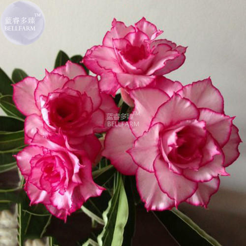 BELLFARM Adenium Whitish Light Pink Flowers with rose red edge seeds, 2 seeds, 10-layer compact desert rose flowers E4291