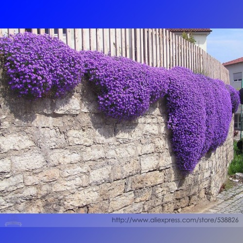 Cascade Purple Aubrieta Flower Seeds, Professional Pack, 250 Seeds * 1 Pack, Perennial Groud Cover Deer Resistant #NF908