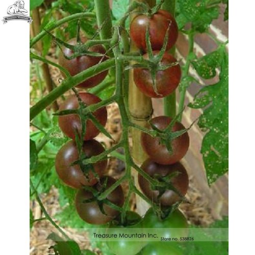 'Xi Hua' Heirloom New Black Cherry Tomato Hybrid Seeds, Original Pack, 30 Seeds / Pack, Safety Tasty Fruit